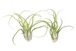 XL Tillandsia Caput Medusae Air Plants / 8-12 Inch Plants -Air Plant Supply Store XLCaputSupply2 bf7e0ec5 bb8e 41ed aeb6 188e68417f60 scaled