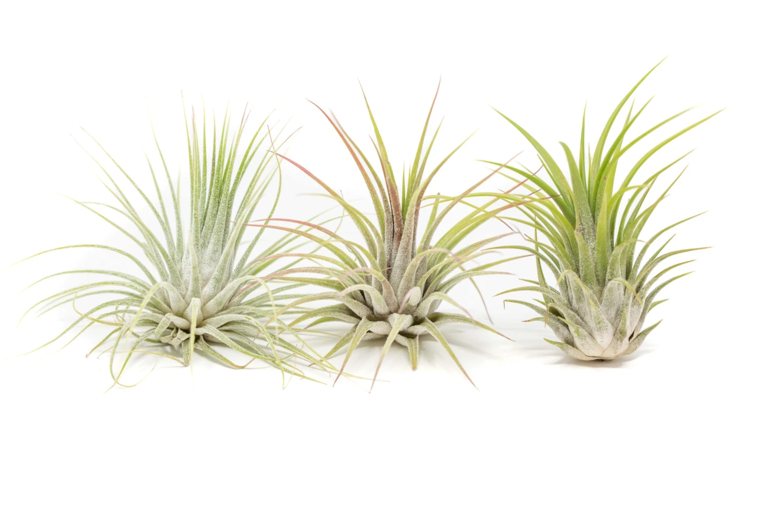 SALE - XL Tillandsia Ionantha Guatemala Air Plants - Set Of 10 Or 20 - 40% Off 1 SALE - XL Tillandsia Ionantha Guatemala Air Plants - Set Of 10 Or 20 - 40% Off
