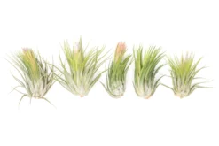 Large Tillandsia Ionantha Scaposa -Air Plant Supply Store XL Ionantha Scaposa Tillandsia Air Plant 1 scaled