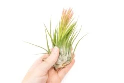 SALE - Large Tillandsia Ionantha Scaposa - Set Of 10 Or 20 Air Plants - 40% Off -Air Plant Supply Store XL Ionantha Scaposa Tillandsia Air Plant 2 1fd81488 3e8d 425b a4c1 a782dc7e0e03