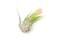 SALE - Large Tillandsia Ionantha Scaposa - Set Of 10 Or 20 Air Plants - 40% Off -Air Plant Supply Store XL Ionantha Scaposa Tillandsia Air Plant 4 6abf5e0f 9b0d 4cd7 ac10 50471942dd0a