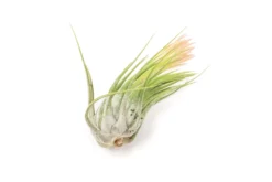 SALE - Large Tillandsia Ionantha Scaposa - Set Of 10 Or 20 Air Plants - 40% Off -Air Plant Supply Store XL Ionantha Scaposa Tillandsia Air Plant 4 6abf5e0f 9b0d 4cd7 ac10 50471942dd0a scaled