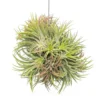 Tillandsia Ionantha Rubra Hanging Clusters With Hook For Hanging