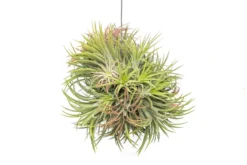 Tillandsia Ionantha Rubra Hanging Clusters With Hook For Hanging