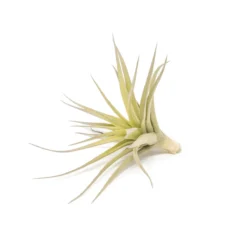 SALE - Tillandsia Aeranthos - Clavel Del Aire - "Carnation Of The Air" Air Plants