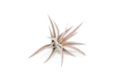 SALE - Tillandsia Harrisii Air Plants - Set Of 10, 15, Or 20 - 60% Off -Air Plant Supply Store ezgif.com gif maker 25 min 3 b99c946b 702b 4193 9706 364c15e92f14