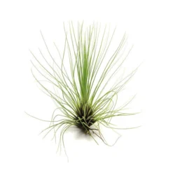 Tillandsia Filifolia Air Plants -Air Plant Supply Store filifolia 2