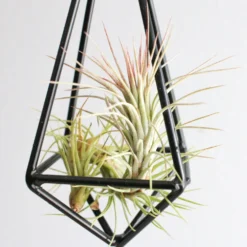 Hanging Metal Pendant With Custom Tillandsia Air Plants -Air Plant Supply Store funkiana1 scaled