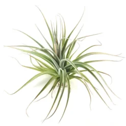 Tillandsia Stricta 'Velvet' Hybrid Air Plants -Air Plant Supply Store houston 1 a193ccc5 3eef 42e1 bdb8 27325eb92480