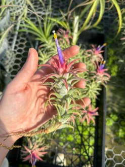 [IN BLUSH NOW!] Tillandsia Ionantha Vanhyningii Air Plant -Air Plant Supply Store ionanthavanhyningii 1 scaled