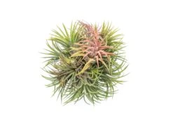 Tillandsia Ionantha Rubra Hanging Clusters With Hook For Hanging -Air Plant Supply Store ionsupply1