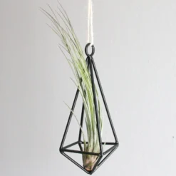 Hanging Metal Pendant With Custom Tillandsia Air Plants -Air Plant Supply Store juncea2 scaled