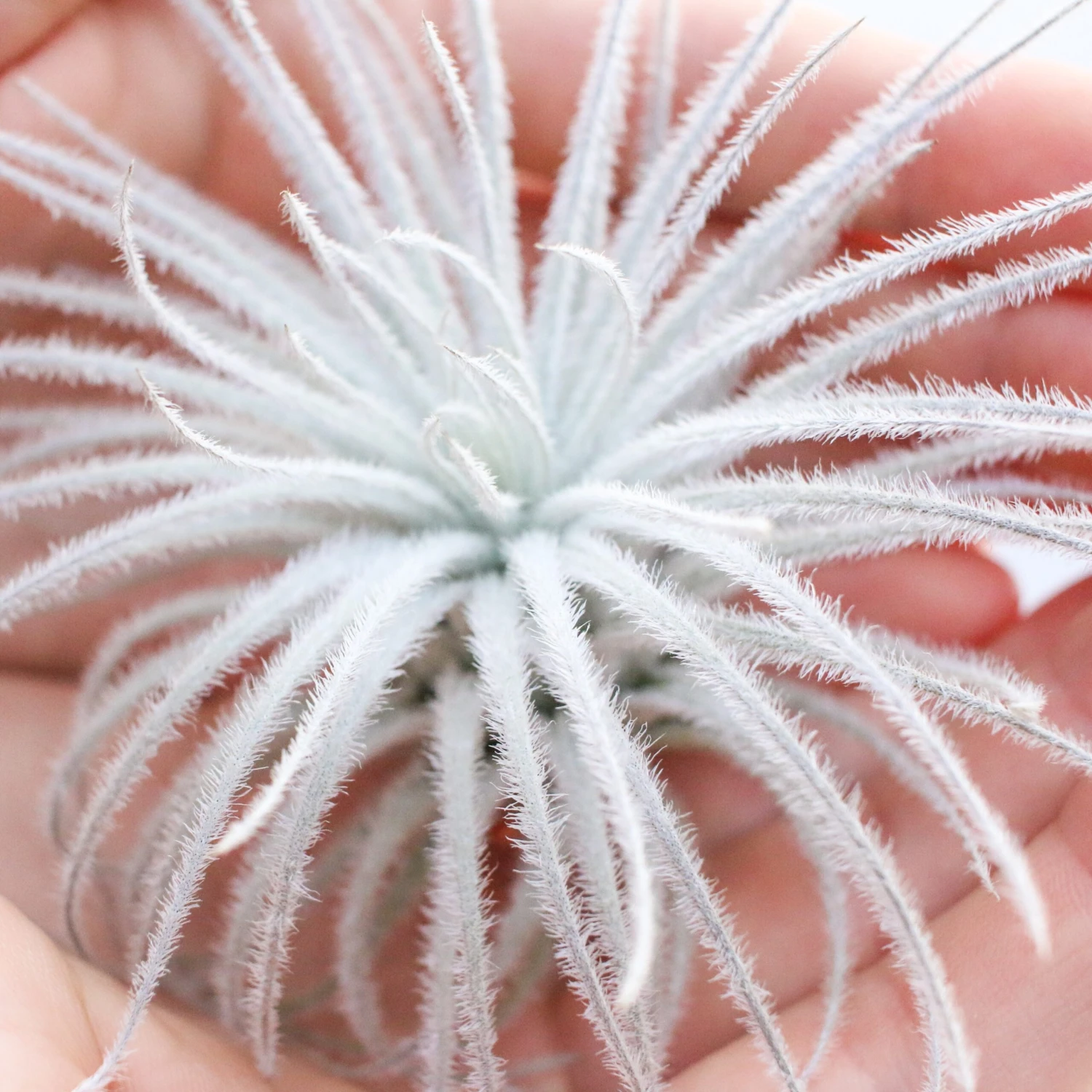 SALE - Tillandsia Tectorum Ecuador Air Plants - Set Of 3, 6 Or 9 - 25% Off 11 SALE - Tillandsia Tectorum Ecuador Air Plants - Set Of 3, 6 Or 9 - 25% Off - Image 11