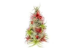 BULK DISCOUNT PRE-ORDER: 12 Inch Tall Handmade Air Plant Christmas Tree With 50 Living Tillandsias